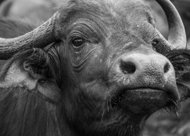 Black and white Buffalo