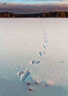 Footprints On The Snow