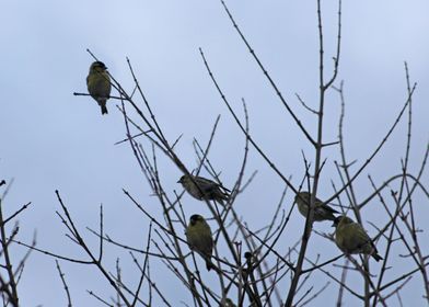 Sparrows in winter