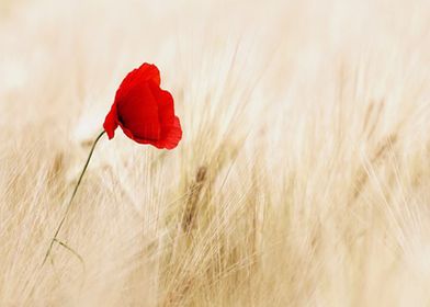 A Red Flower