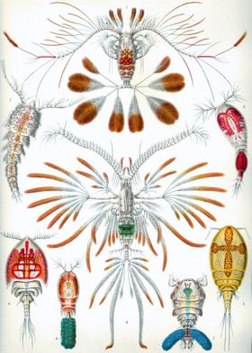 Copepod Copepoda