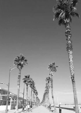 Boardwalk black and white