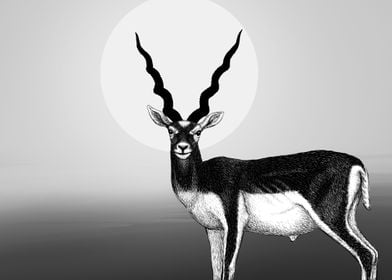 BlackBuck