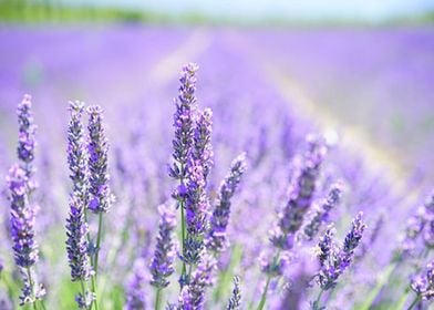 Lavender Blossom