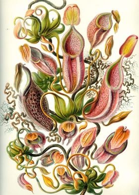 Nepenthes Nepenthaceae