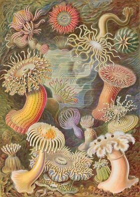 Sea anemone Actiniae