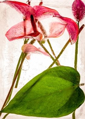 Anthurium in ice 