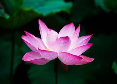 Lotus Blossom