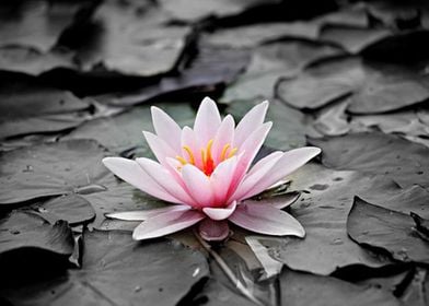 Water Lily Blossom