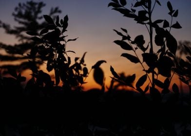 A Leafy Sunset