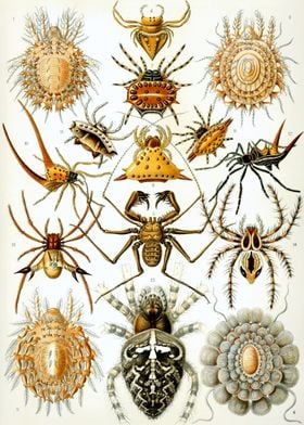 Arachnid Arachnida
