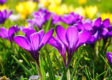 Crocus