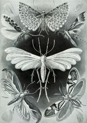 Moth Tineida