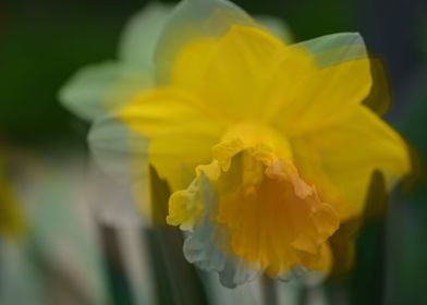 Daffodils