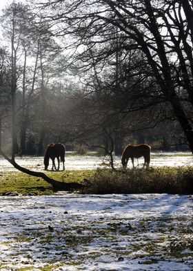 Cold Horses in New Forest