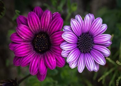 Violet Flowers