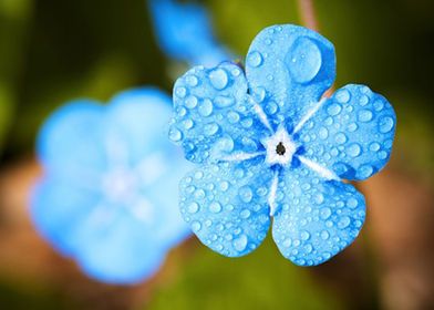 Blue Flowers