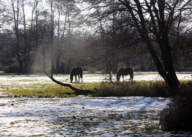 Horses in  New Forest