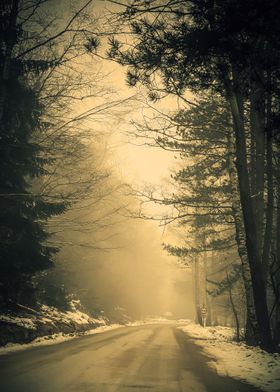 Road in a winter forest