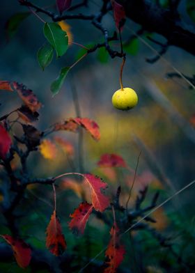 An Autumn Apple