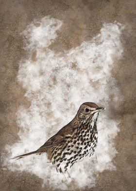 Thrush in the snow