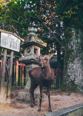 Japanese Deer 