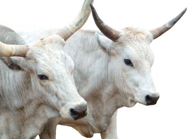 cow on white background