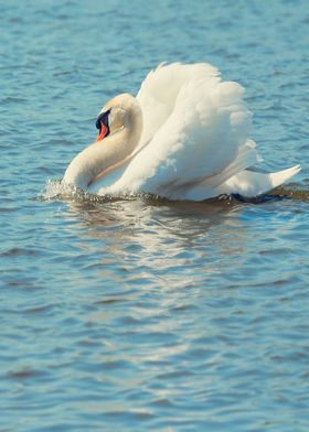 Pretty Swan