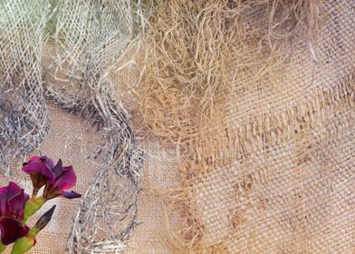 iris gladiolus on texture