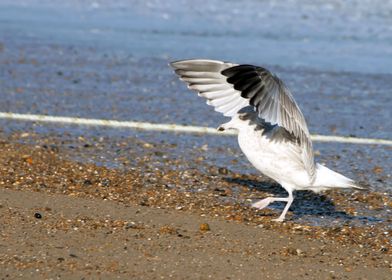 Dancing Seagull