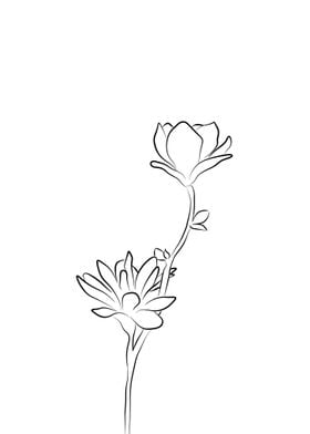 Magnolia Line Drawing