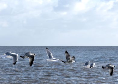 Flying Seagulls