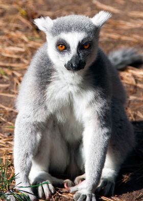 Lemur