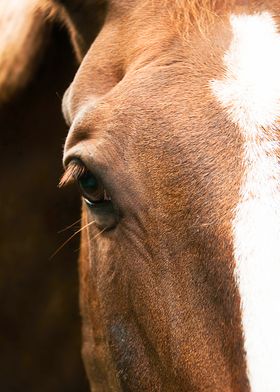 Horse Eye