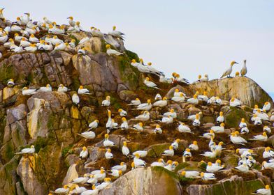 Gannets nest