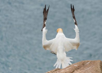 Gannet take off