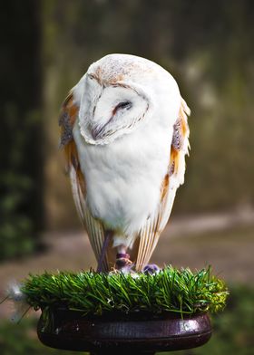 Owl