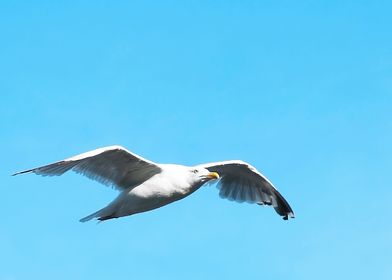 Seagull 
