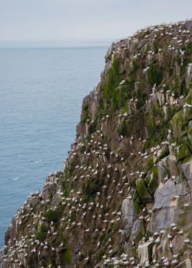 Gannets nest