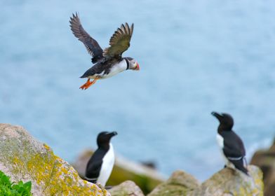Puffin flying