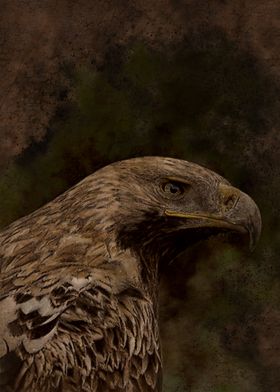 Imperial eagle Kaiseradler