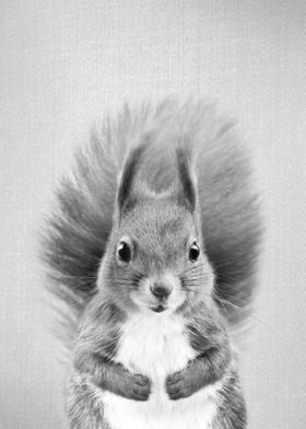 Squirrel 2 BW