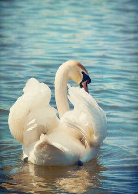 Swan