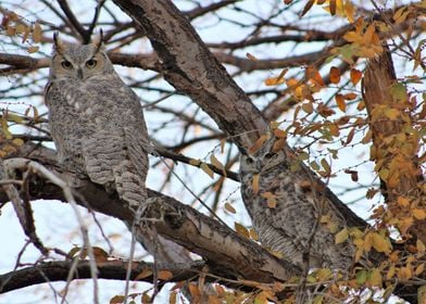 Twin Owls