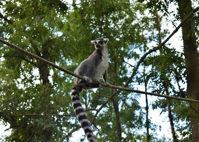Ring Tailed Lemur 2