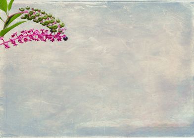 Phytolacca flower card