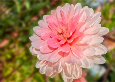 pink dahlia on bokeh