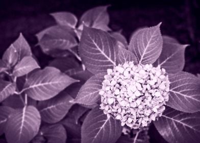 Hydrangea Flower