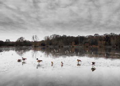 Ducks in winter 