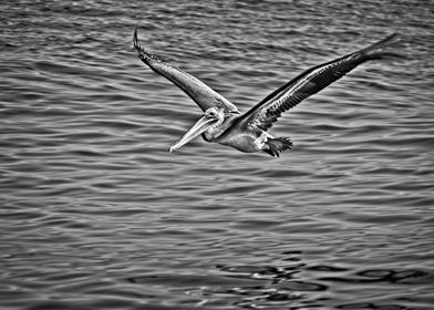 Pacific Brown Pelican